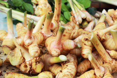 piyasada zencefil kökü