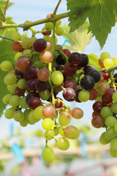 Uvas frescas na vinha — Fotografia de Stock