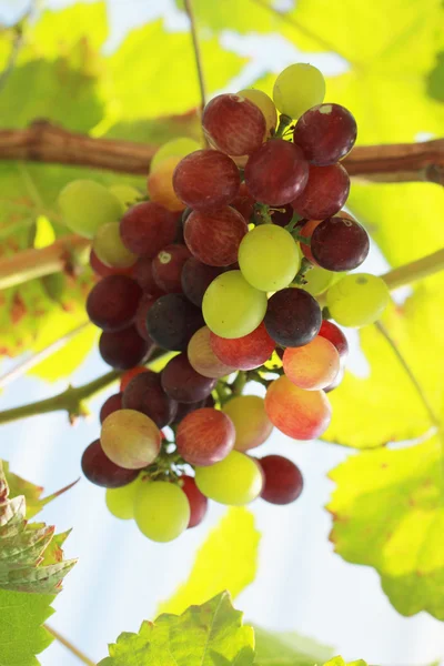 Fresh grapes in the vineyard — Stock Photo, Image