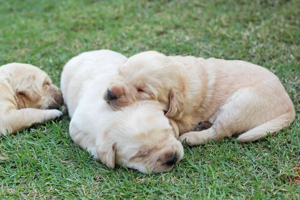 Filhotes labrador adormecidos na grama verde - três semanas de idade . — Fotografia de Stock