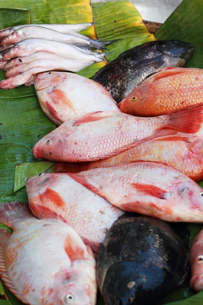 Färsk fisk på marknaden. — Stockfoto