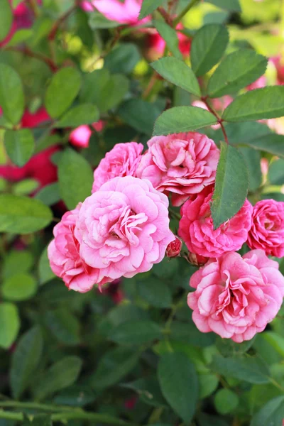 Primo piano di rosa rosa — Foto Stock