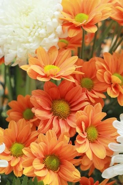 Gerbera flori în grădină — Fotografie, imagine de stoc