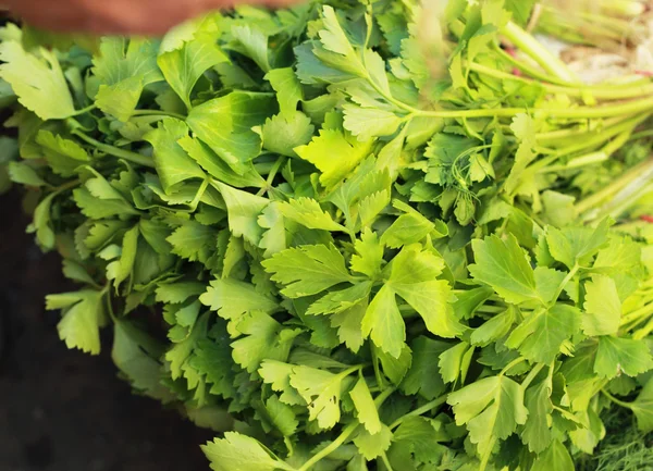 Green celery in the market — Stock Photo, Image