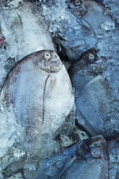 Pesce fresco sul ghiaccio sul mercato. — Foto Stock