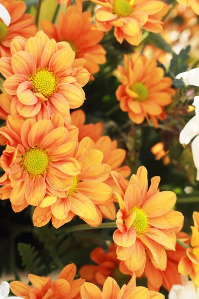 Gerbera flowers in the garden — Stock Photo, Image