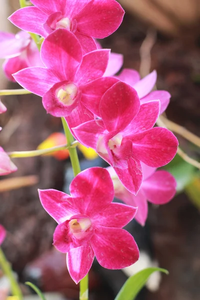 Růžová orchidej v přírodě — Stock fotografie