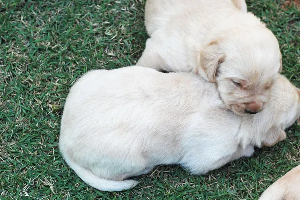 Durmiendo cachorros labrador sobre hierba verde - tres semanas de edad . — Foto de Stock