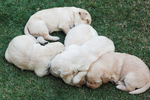 Durmiendo cachorros labrador sobre hierba verde - tres semanas de edad . — Foto de Stock