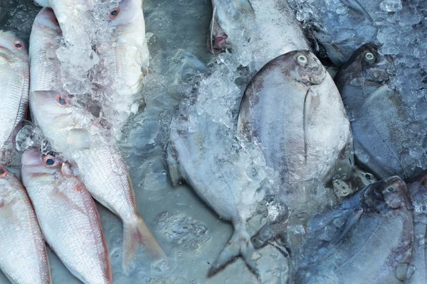Świeże ryby na lodzie na rynku. — Zdjęcie stockowe