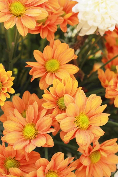 Gerbera květiny v zahradě — Stock fotografie