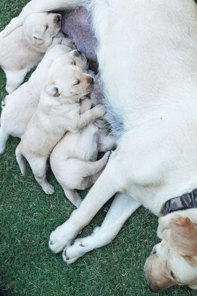 Süt anne köpek meme emme labrador yavruları. — Stok fotoğraf