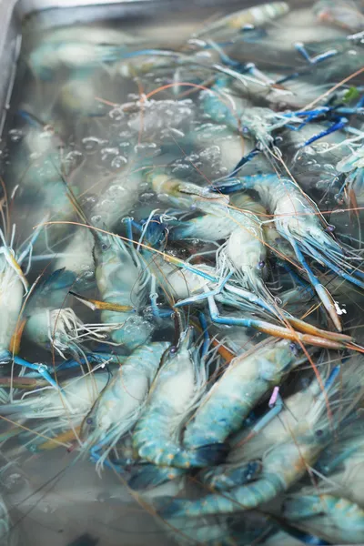 Fresh shrimp in market — Stock Photo, Image