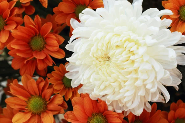 Witte chrysant in de tuin. — Stockfoto