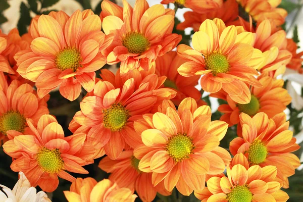 Gerbera flowers in the garden — Stock Photo, Image