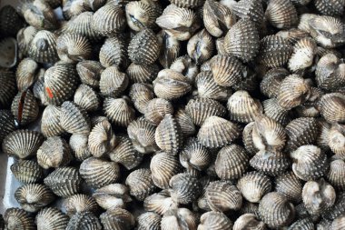 taze cockle yakın çekim