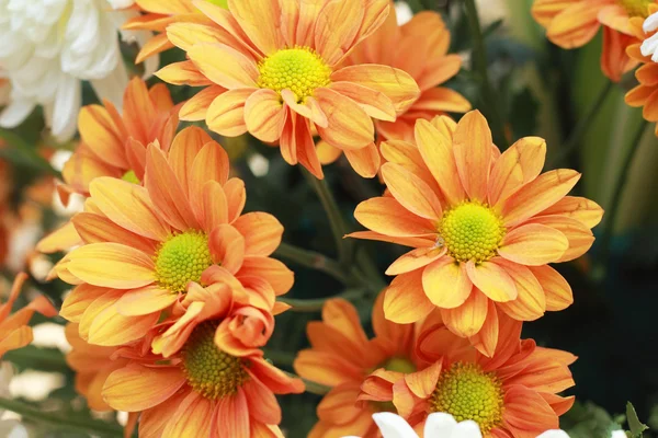 Gerbera květiny v zahradě — Stock fotografie