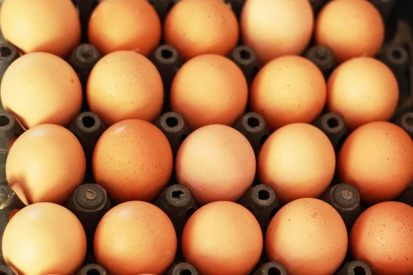 Fresh chicken eggs in a panel — Stock Photo, Image