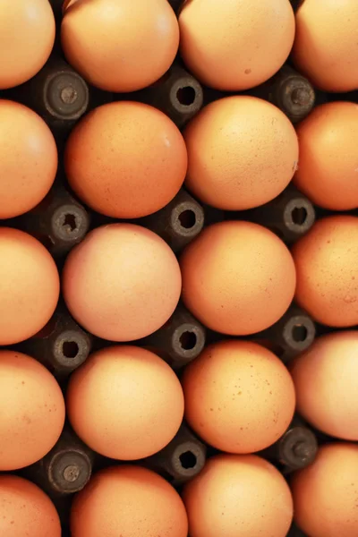 Fresh chicken eggs in a panel — Stock Photo, Image