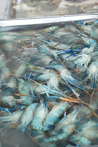 Camarones frescos en el mercado — Foto de Stock