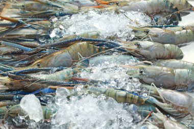 buz üstünde taze karides