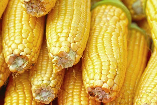 Sweet corn in the market — Stock Photo, Image