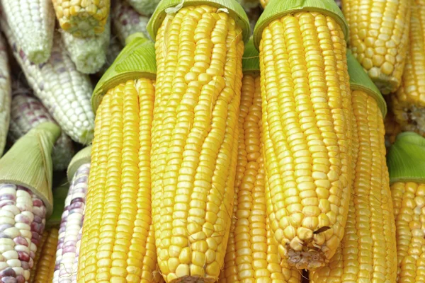 Sweet corn in the market — Stock Photo, Image