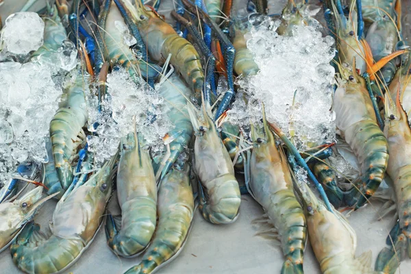 Fresh shrimp on ice — Stock Photo, Image