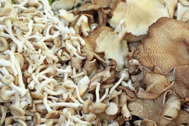 Pazarda taze mantarlar