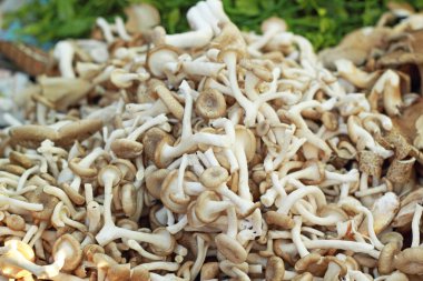 Pazarda taze mantarlar