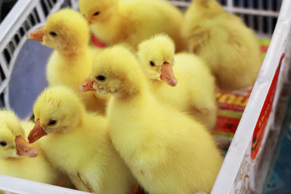 Gosling recién nacido amarillo es un grupo — Foto de Stock