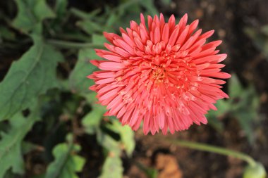 Bahçedeki güzel Gerbera çiçeği