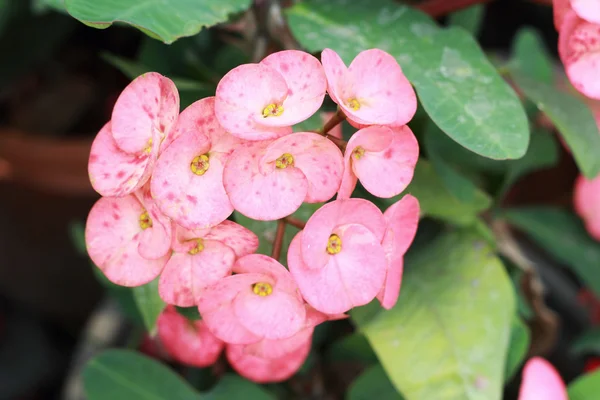 Euphorbia milli blommor - rosa blommor — Stockfoto