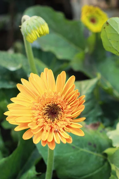 Vacker gerbera blomma i trädgården — Stockfoto