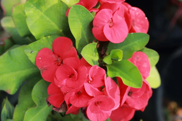 Euphorbia milli flowers - red flowers — Stock Photo, Image