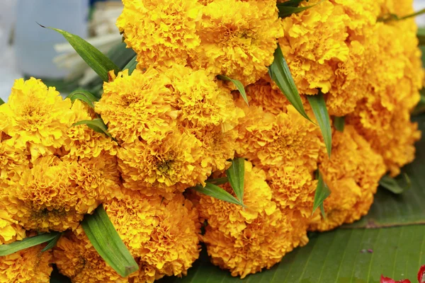 Marigold çiçek pazarında — Stok fotoğraf