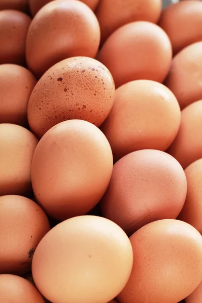 Brown egg in the farm — Stock Photo, Image