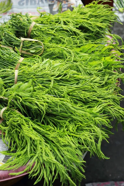 Acacia Pennata nel mercato fresco tailandese — Foto Stock