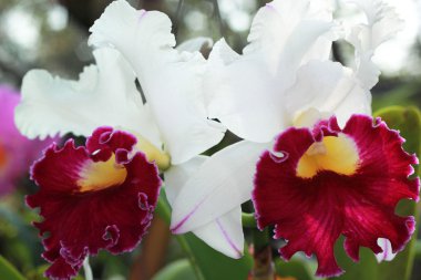 Beyaz-pembe orkide yakın çekim