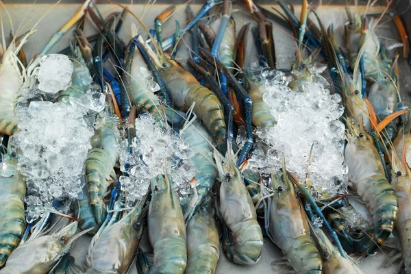 Fresh shrimp on ice — Stock Photo, Image