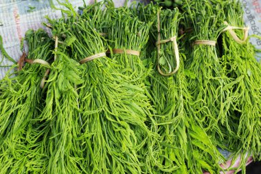 Akasya pennata Tay taze Pazar