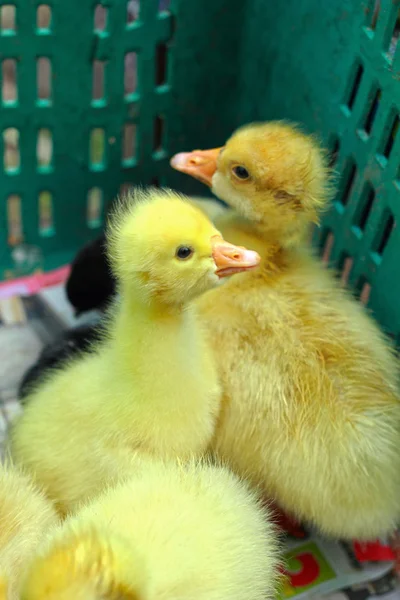 Gosling új született sárga egy csoport — Stock Fotó