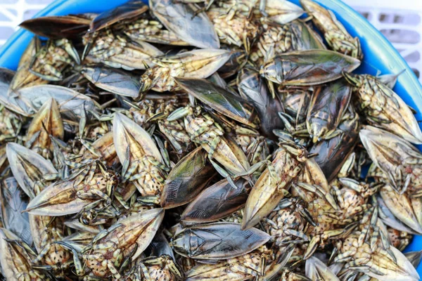 Close up of fried insect — Stock Photo, Image