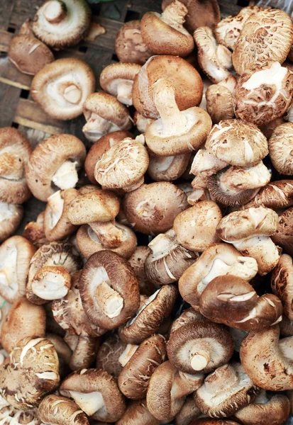 Cogumelos frescos no mercado — Fotografia de Stock