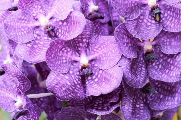 Close up de orquídea roxa — Fotografia de Stock