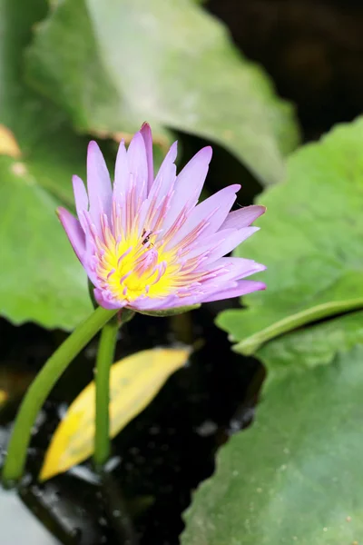 Fiore di loto - fiore viola nella natura . — Foto Stock