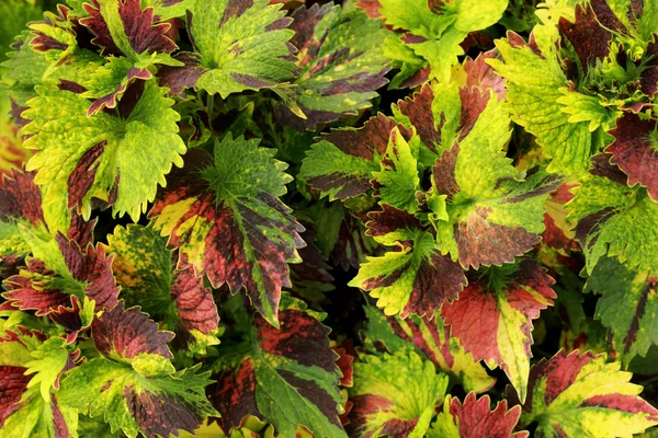 Groene en rode bladeren in de tuin — Stockfoto