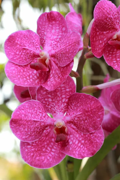 Blisko różowej orchidei — Zdjęcie stockowe