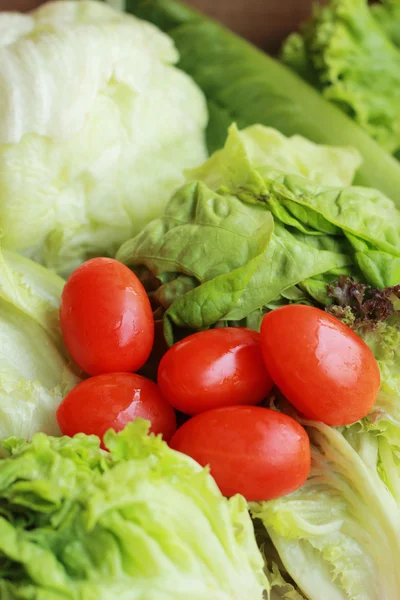 Groene salade met verse tomaten, rood. — Stockfoto