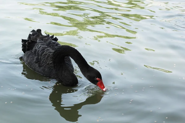 Zwemmen een zwarte zwaan. — Stockfoto